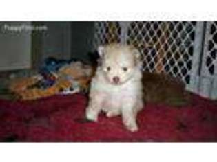 Pomeranian Puppy for sale in Skowhegan, ME, USA