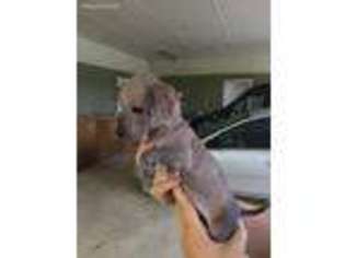 Chinese Crested Puppy for sale in Eastman, GA, USA