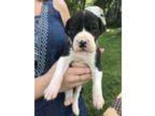 Great Dane Puppy for sale in Opdyke, IL, USA
