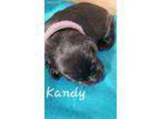 Labrador Retriever Puppy for sale in Newport, NC, USA