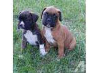 Mutt Puppy for sale in GREENFIELD, MO, USA