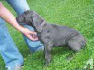Great Dane Puppy for sale in THE PLAINS, OH, USA
