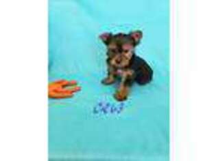 Yorkshire Terrier Puppy for sale in Cameron, MO, USA