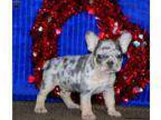 French Bulldog Puppy for sale in Gap, PA, USA