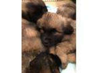 Leonberger Puppy for sale in Boaz, KY, USA