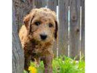 Goldendoodle Puppy for sale in Perris, CA, USA