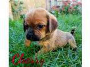 Puggle Puppy for sale in Wyoming, MI, USA