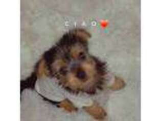 Yorkshire Terrier Puppy for sale in Nashville, TN, USA