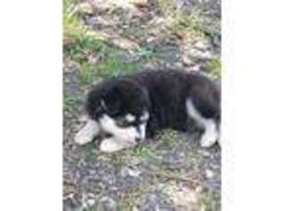 Alaskan Malamute Puppy for sale in Summerville, SC, USA
