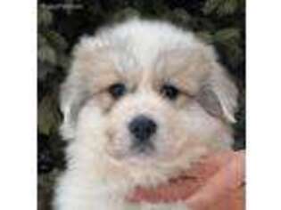 Great Pyrenees Puppy for sale in Dassel, MN, USA