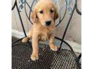 Golden Retriever Puppy for sale in Valley Springs, CA, USA