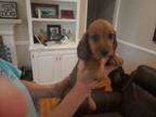 Dachshund Puppy for sale in Elgin, SC, USA