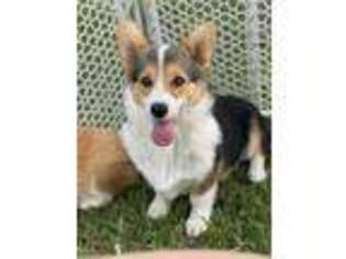 Pembroke Welsh Corgi Puppy for sale in Scurry, TX, USA