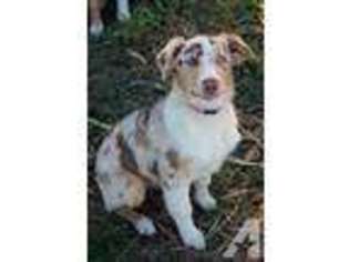 Australian Shepherd Puppy for sale in COWETA, OK, USA