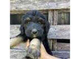 Mutt Puppy for sale in Midland, NC, USA