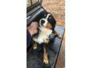 Bernese Mountain Dog Puppy for sale in South Boston, VA, USA