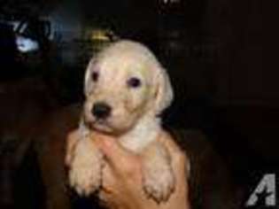 Labradoodle Puppy for sale in PORTLAND, OR, USA