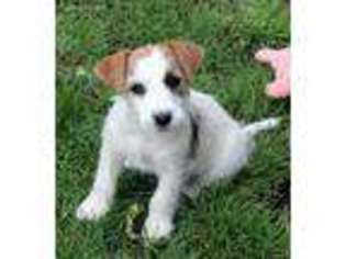 Jack Russell Terrier Puppy for sale in Weiser, ID, USA