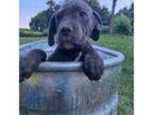 Cane Corso Puppy for sale in New Park, PA, USA