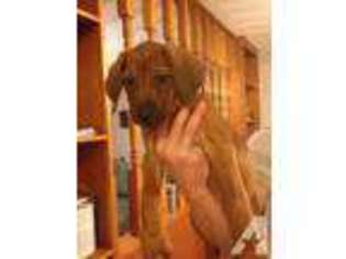 Rhodesian Ridgeback Puppy for sale in TALLAHASSEE, FL, USA