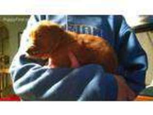 Golden Retriever Puppy for sale in Ellsworth, MN, USA