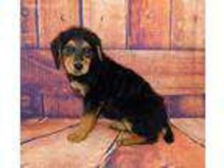 Airedale Terrier Puppy for sale in Richmond, IL, USA