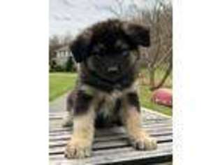 Mutt Puppy for sale in Bolivar, OH, USA