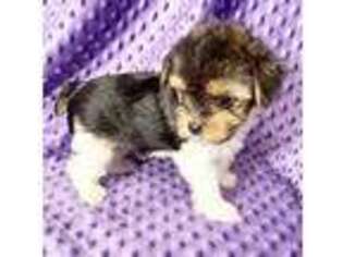 Yorkshire Terrier Puppy for sale in Gaithersburg, MD, USA