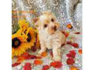 Yorkshire Terrier Puppy for sale in Dallas, NC, USA