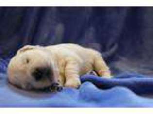 Golden Retriever Puppy for sale in FLUSHING, MI, USA