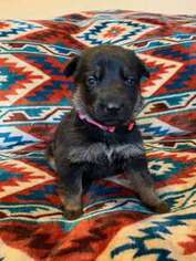 German Shepherd Dog Puppy for sale in Albany, OR, USA
