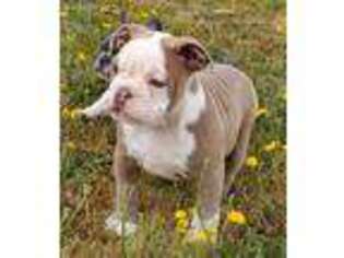 Olde English Bulldogge Puppy for sale in Yelm, WA, USA