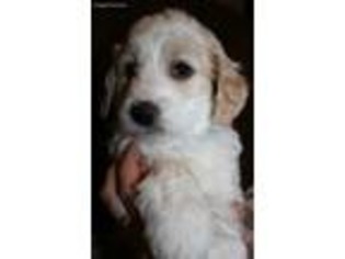 Goldendoodle Puppy for sale in Holly, CO, USA