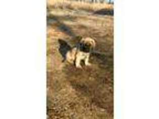 Mastiff Puppy for sale in Carrollton, MS, USA