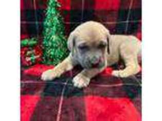 Cane Corso Puppy for sale in Carthage, TN, USA