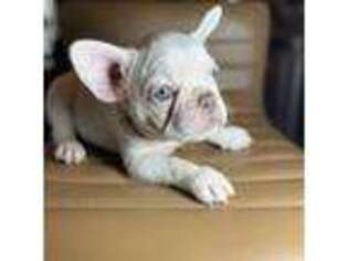 French Bulldog Puppy for sale in Loganville, GA, USA