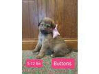 Shepadoodle Puppy for sale in Huntsville, OH, USA