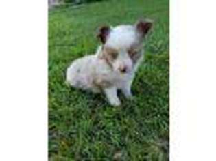 Miniature Australian Shepherd Puppy for sale in Cookville, TX, USA