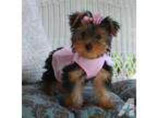 Yorkshire Terrier Puppy for sale in LISBON, OH, USA