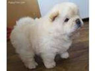Chow Chow Puppy for sale in Indio, CA, USA