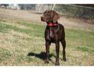 German Shorthaired Pointer Puppy for sale in Walnut Cove, NC, USA