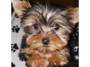 Yorkshire Terrier Puppy for sale in Upland, CA, USA