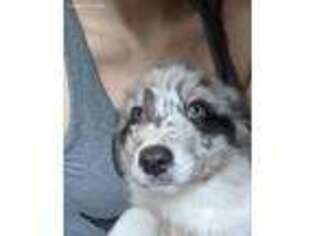 Australian Shepherd Puppy for sale in Granbury, TX, USA