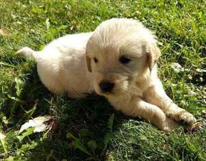 Golden Retriever Puppy for sale in Archbold, OH, USA