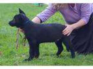 German Shepherd Dog Puppy for sale in Roy, WA, USA
