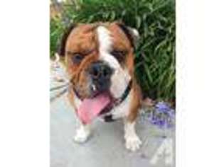 Bulldog Puppy for sale in ENCINITAS, CA, USA