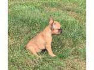French Bulldog Puppy for sale in Rockville, MD, USA