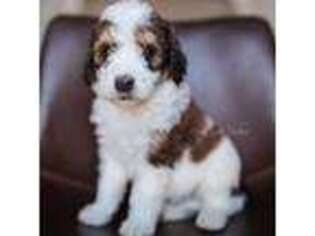 Mutt Puppy for sale in Denver, CO, USA