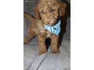 Goldendoodle Puppy for sale in Orange, TX, USA