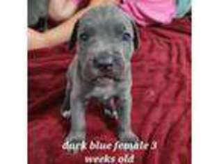Cane Corso Puppy for sale in Cottage Hills, IL, USA